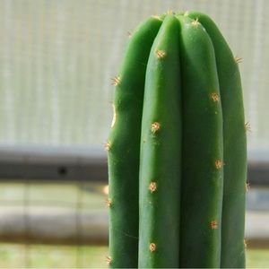 San Pedro cacti (Extralarge)